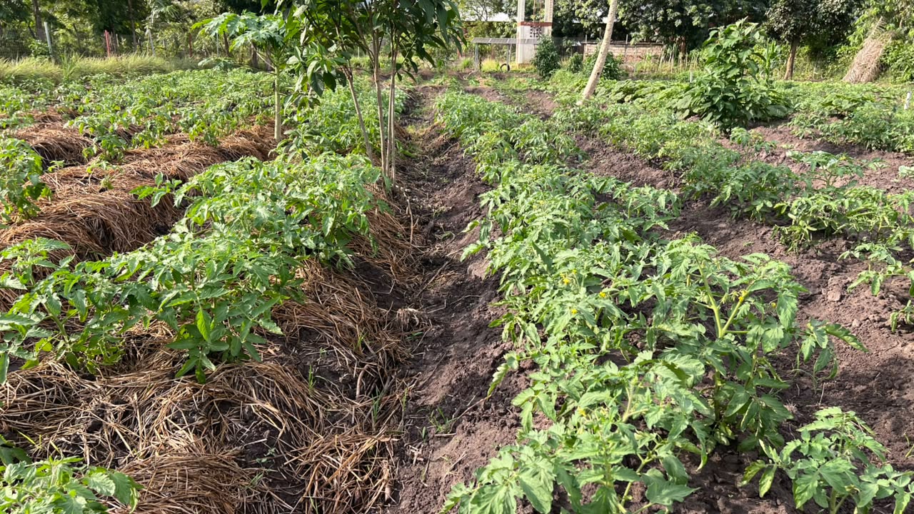 Agriculture durable